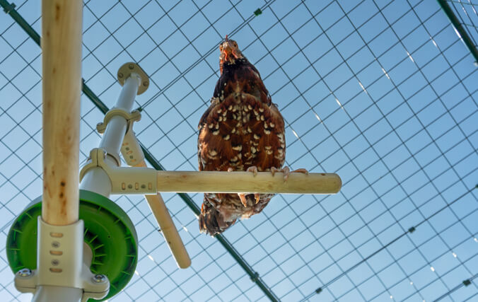 Chicken relaxing in a wooden perch