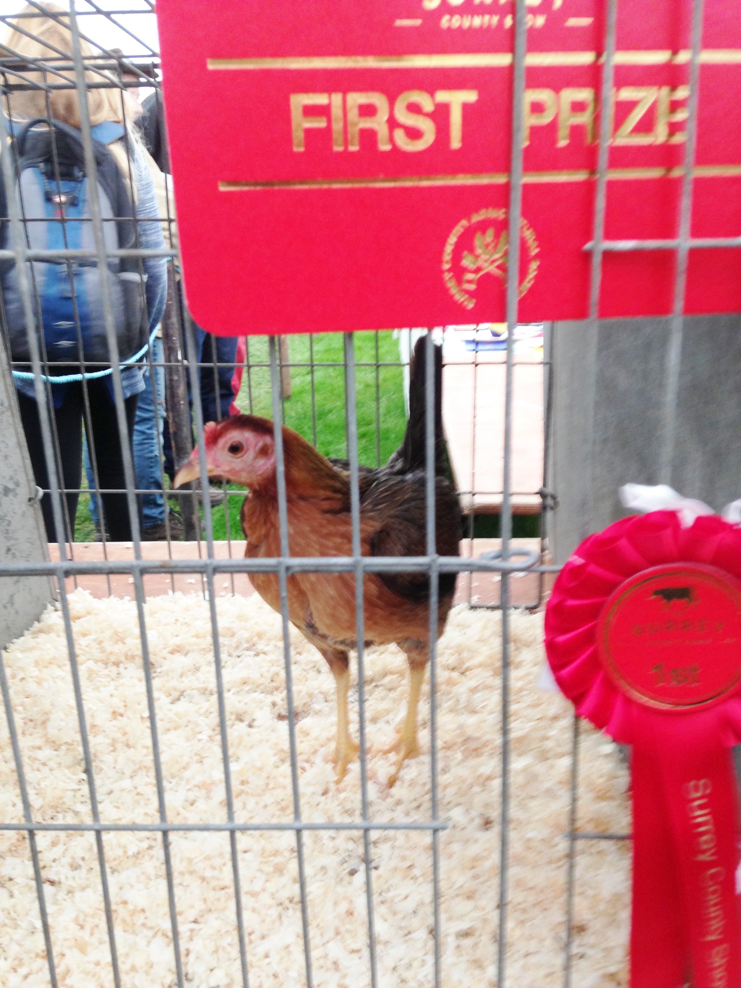 Show Chickens Chickens Guide Omlet UK
