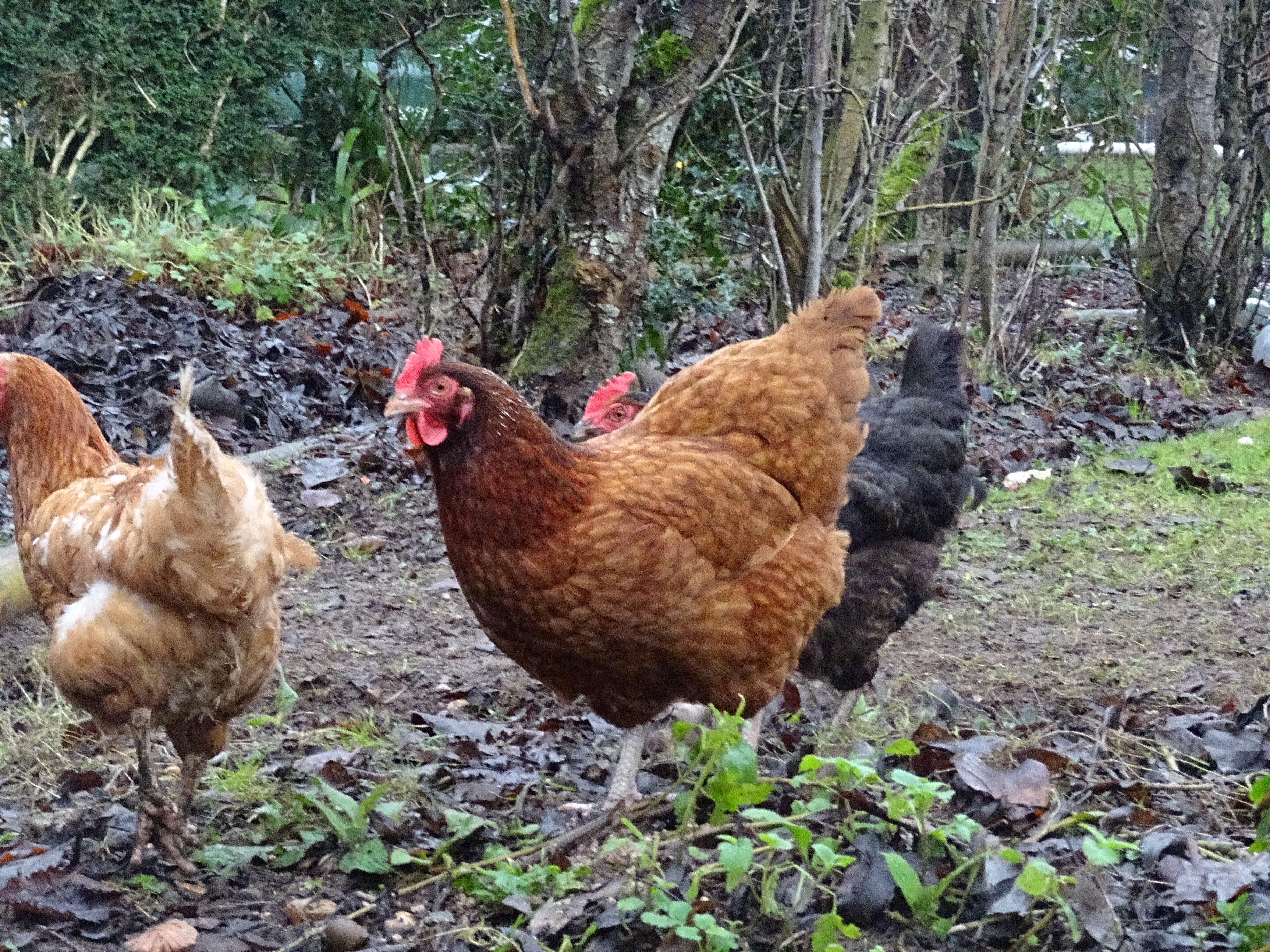 Chickens Guide Omlet UK