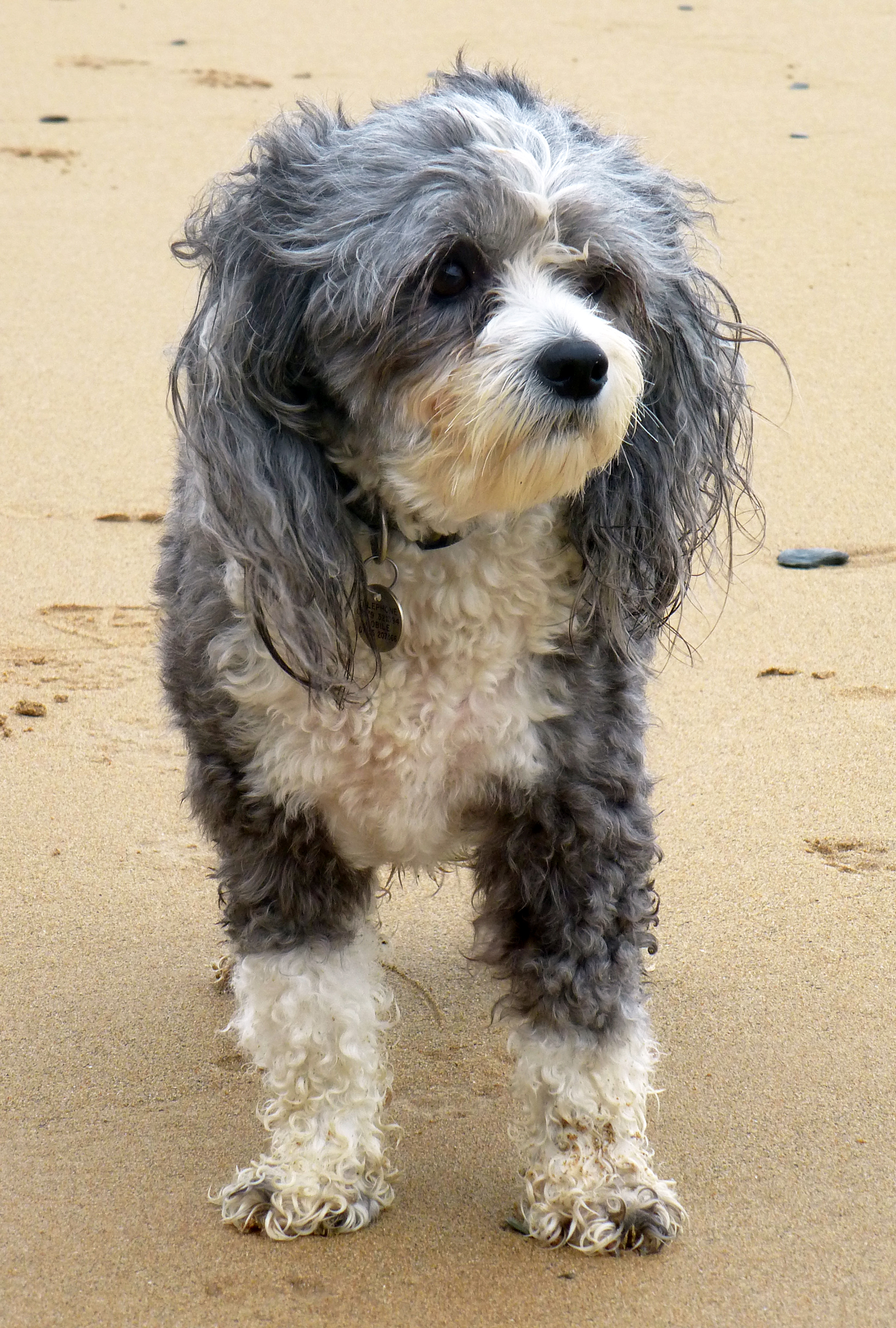 Chinese Crested Dogs Breed Information Omlet