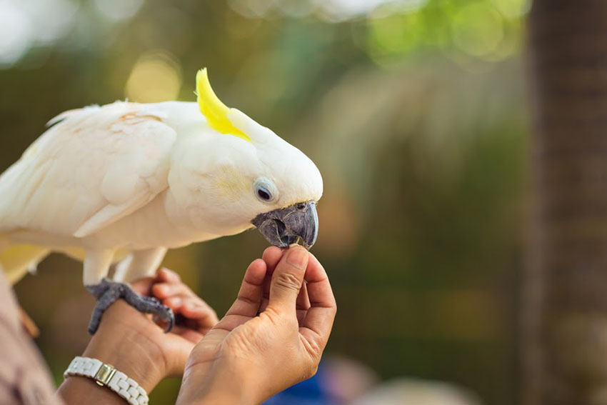 Citron Cockatoo eating food