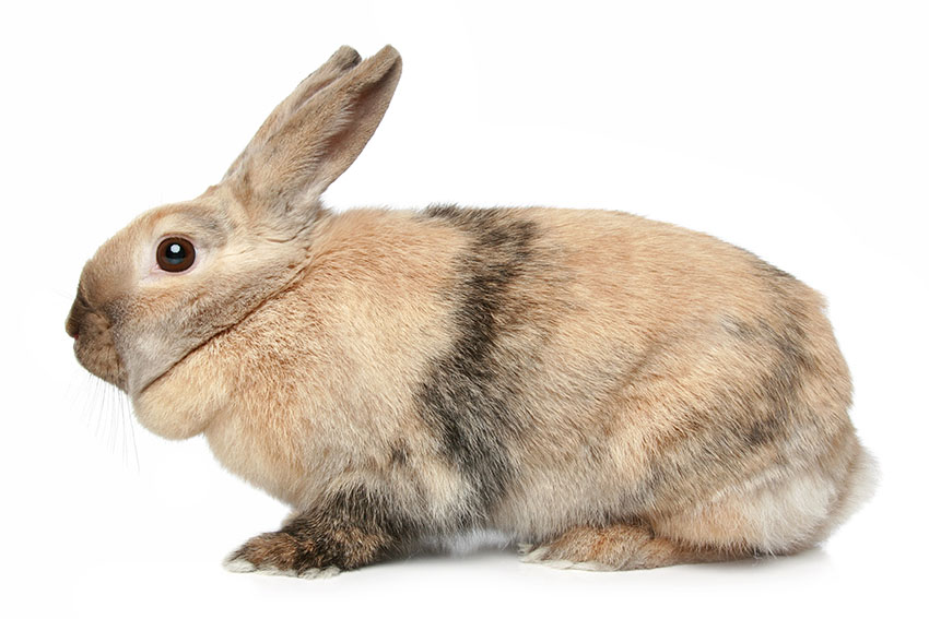 How To Clean A Rabbit's Ears, Rabbit Hygiene, Rabbits