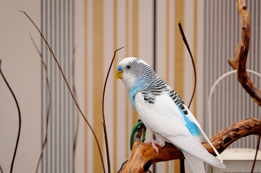 clearflight_type_budgie