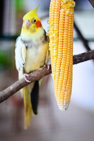 Cockatiel eating corn