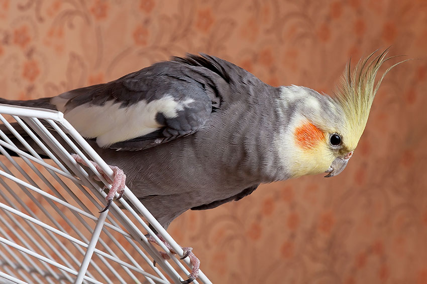 Cockatiel on cage