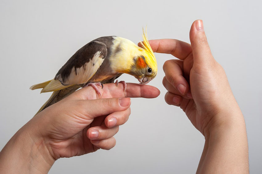 Cockatiel and talking parrots