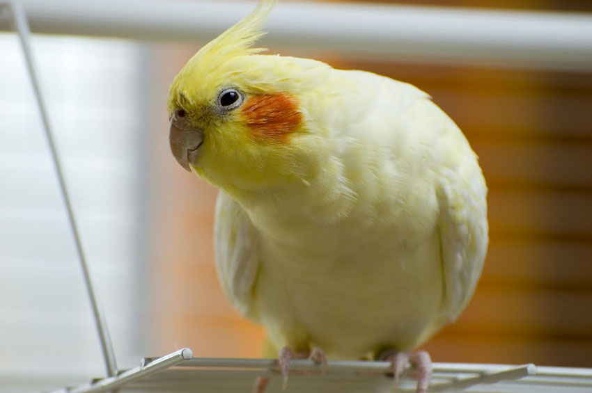 Overweight Cockatiel