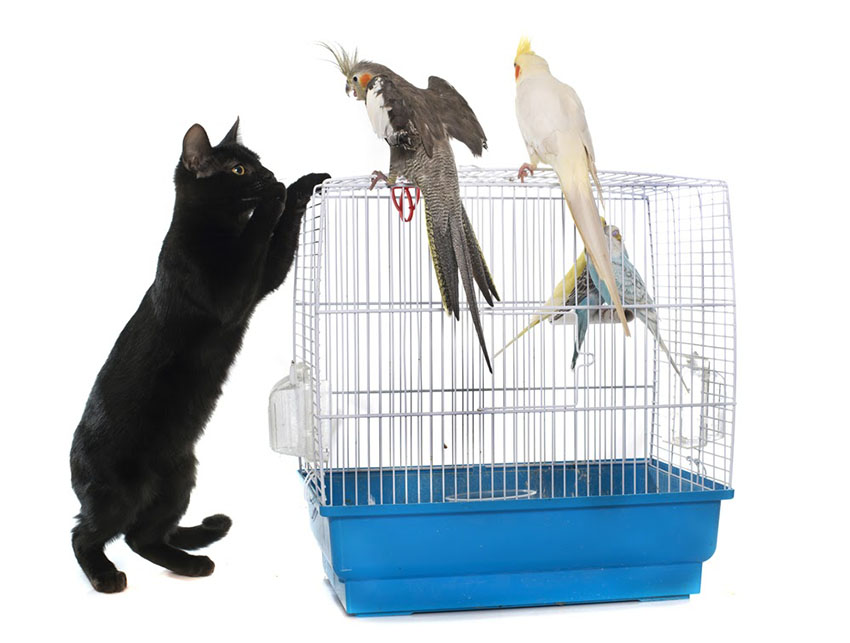 Can Cockatiels And Cats Live Together