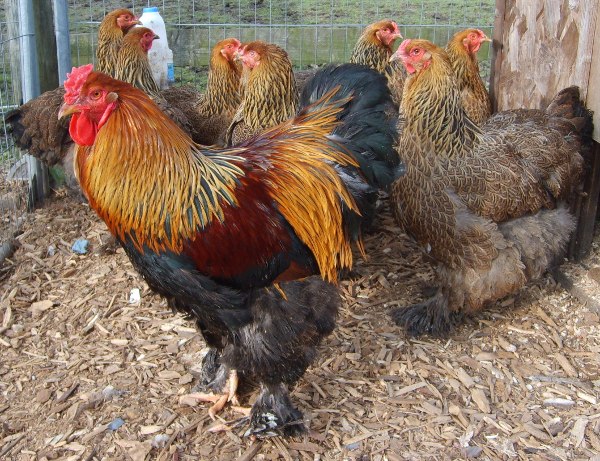 own eggs for incubation | Finding Eggs | Incubation | Guide | Omlet UK