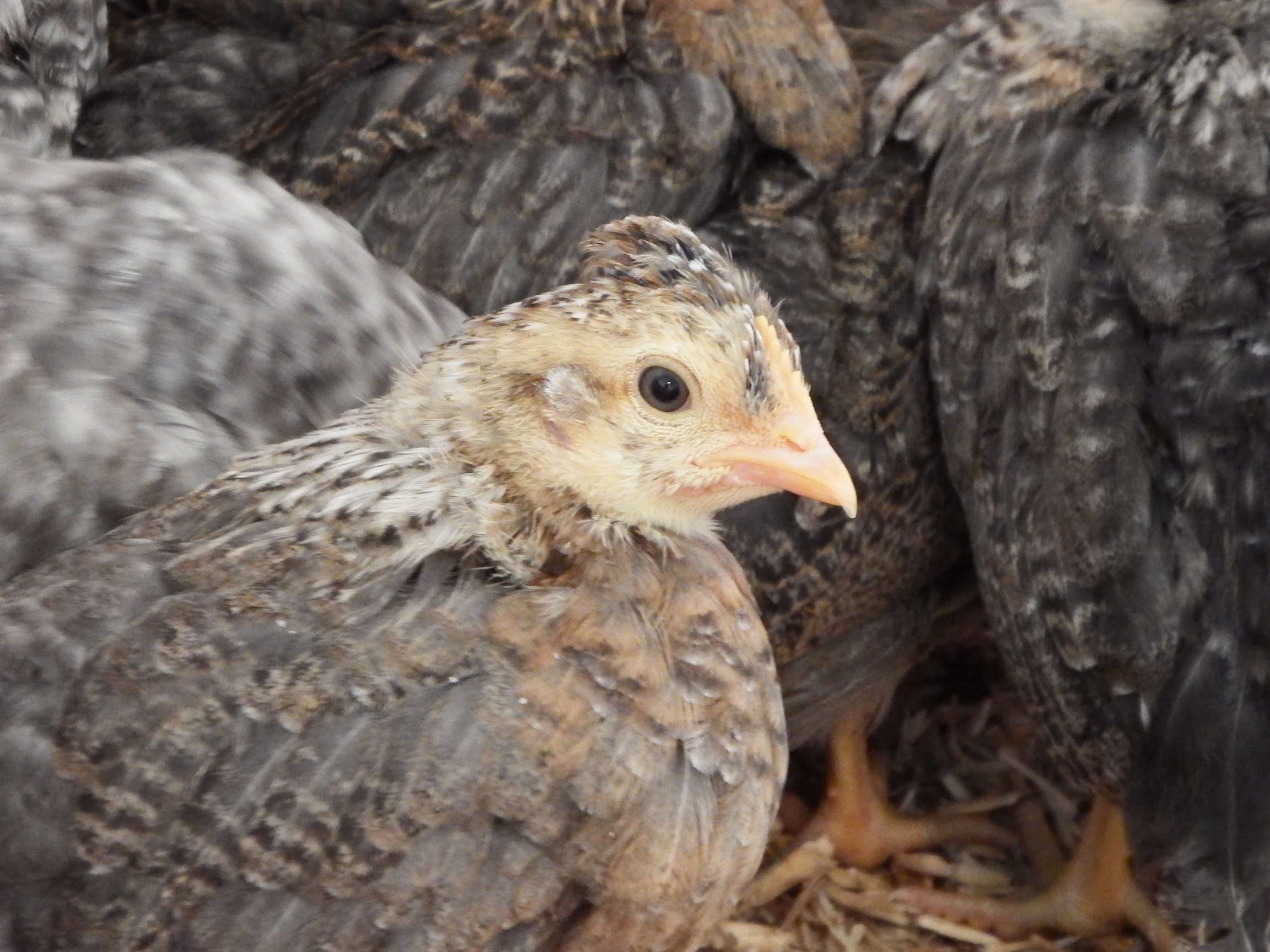 Cream Legbar For Sale Chickens Breed Information Omlet