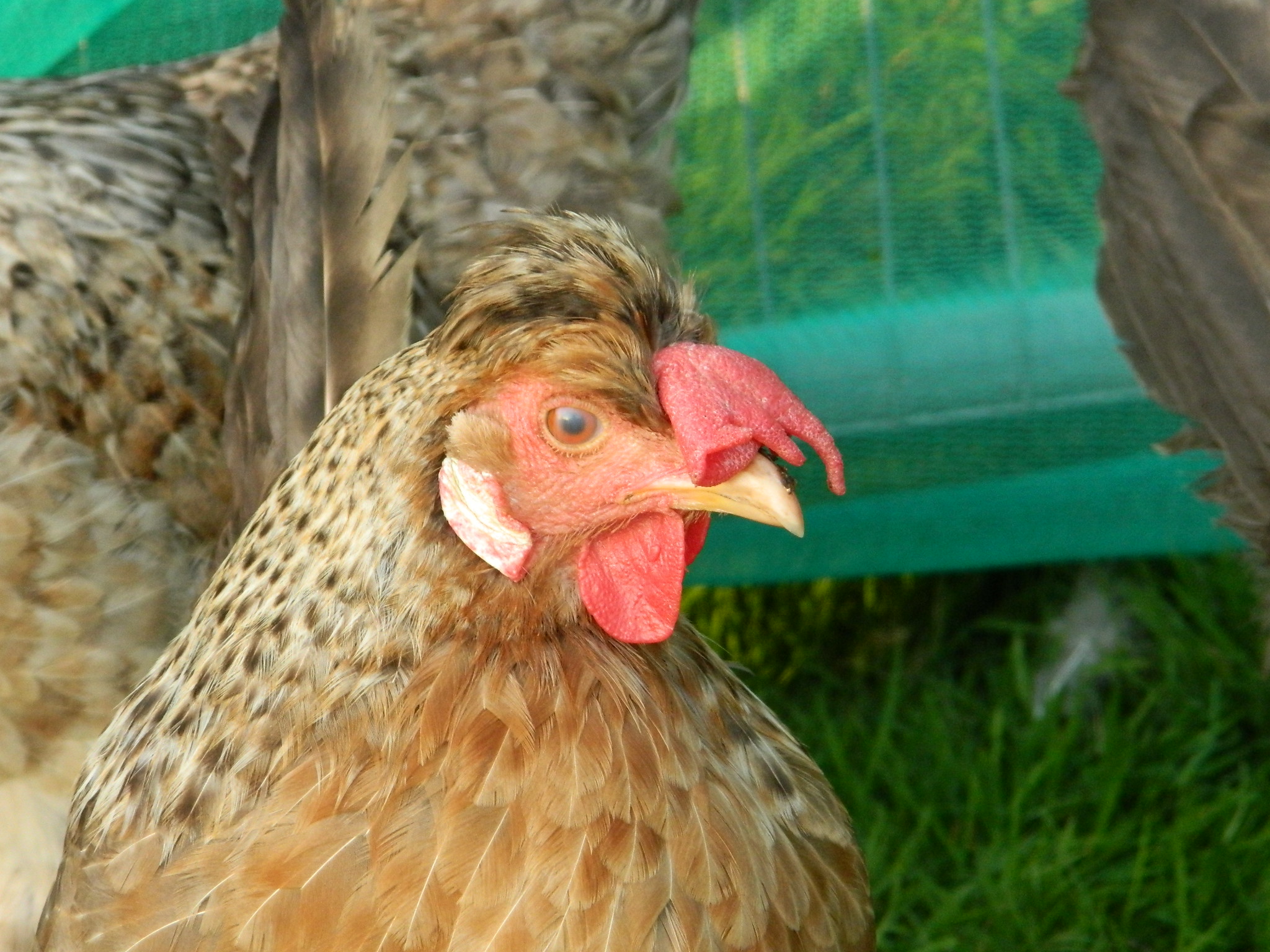 Cream Legbar For Sale Chickens Breed Information Omlet