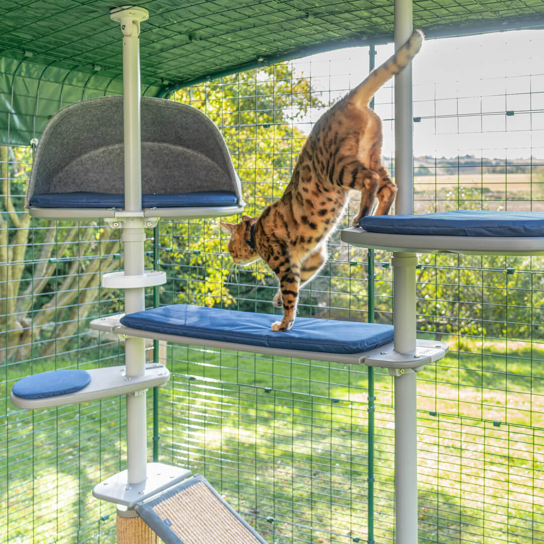 Cat playing in the outdoor cat tree inside a catio