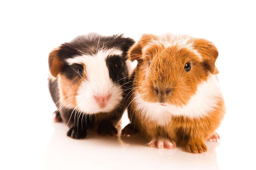 Should I Get A Guinea Pig Or A Rabbit? | Should I Get Guinea Pigs?