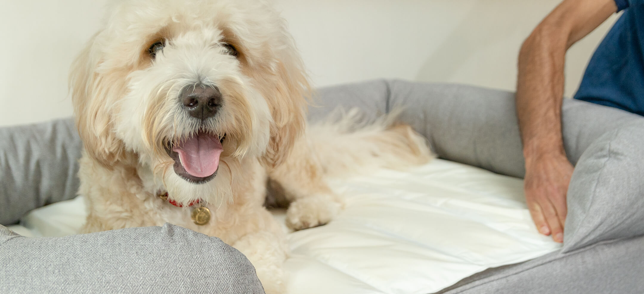 Medium-sized mixed-breed dog on Omlet’s Bolster dog bed