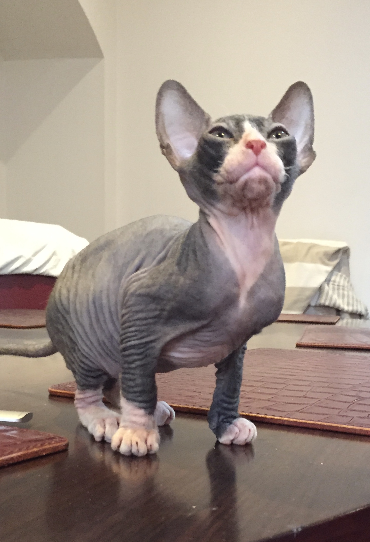 YOUNG BLACK FEMALE DONSKOY SPHYNX | Winchester, Hampshire 