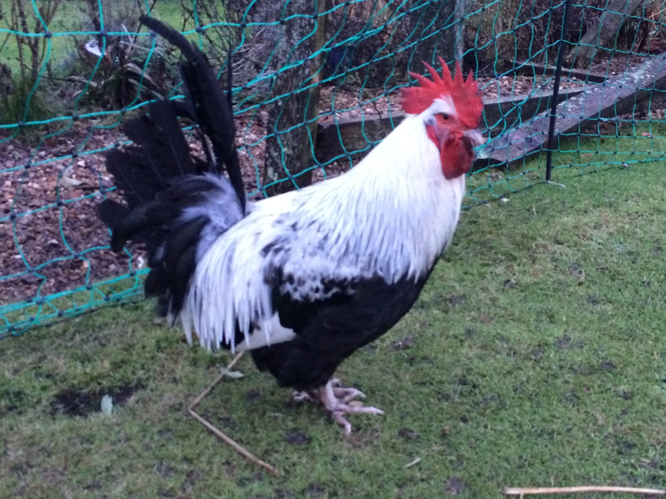 Dorking For Sale Chickens Breed Information Omlet
