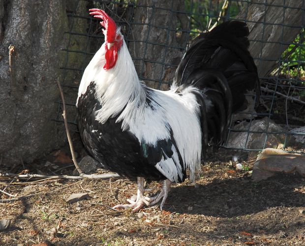 Dorking For Sale Chickens Breed Information Omlet