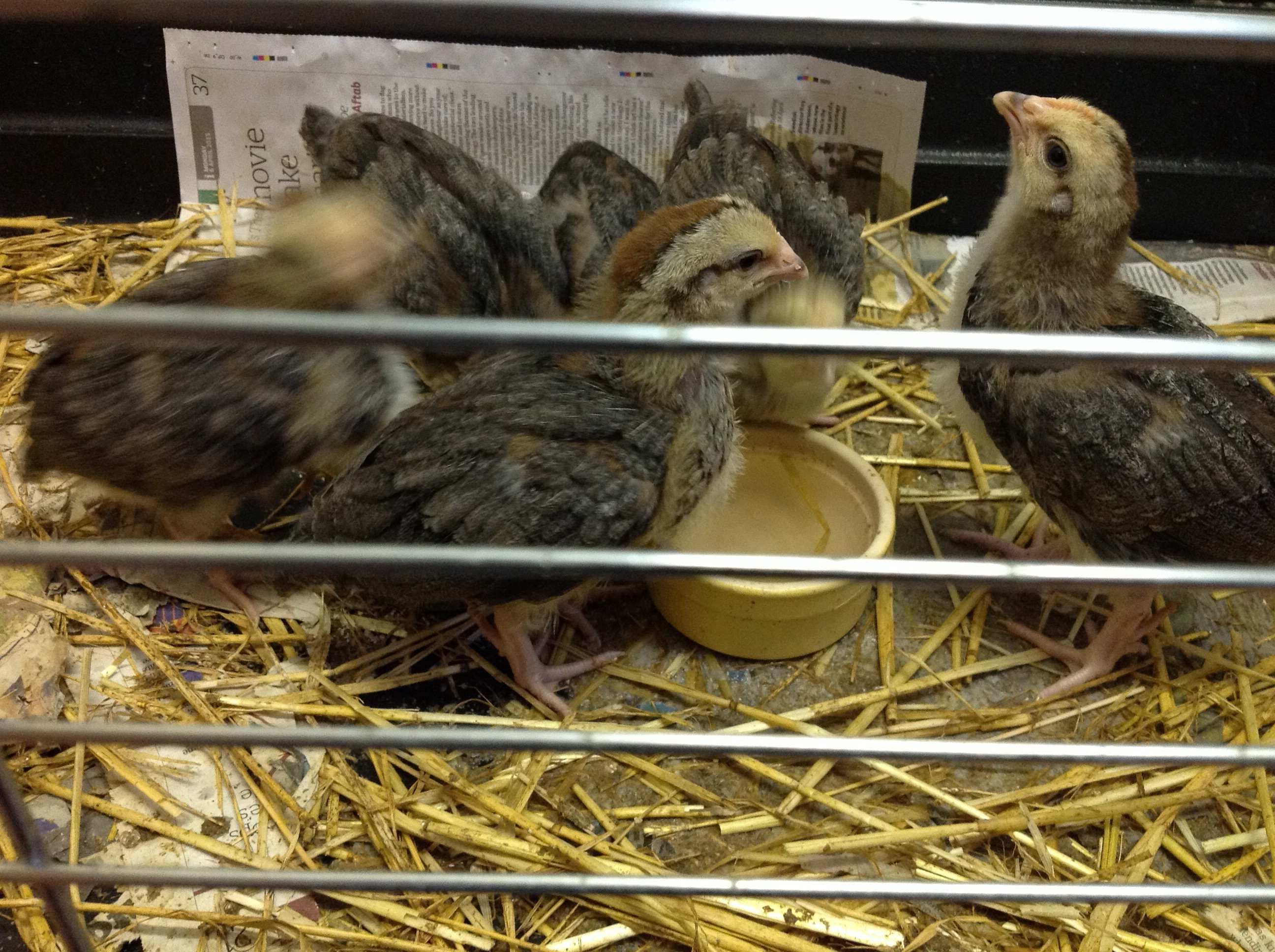 Dorking For Sale Chickens Breed Information Omlet