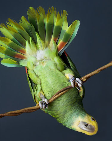 yellow headed amazon flying