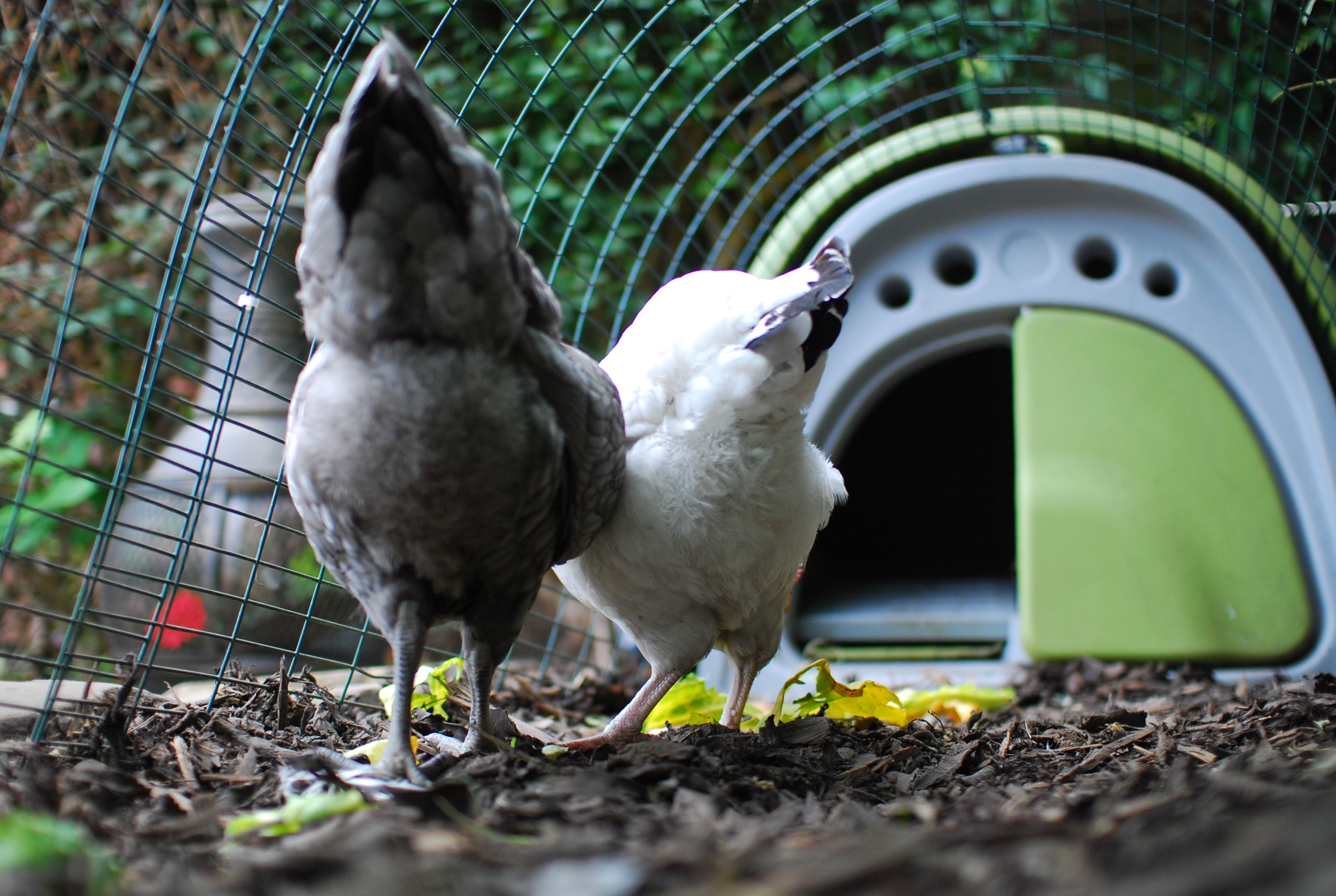 Chickens as pets