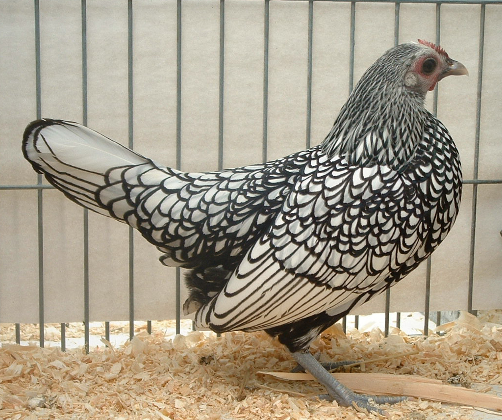 Sebright For Sale Chickens Breed Information Omlet