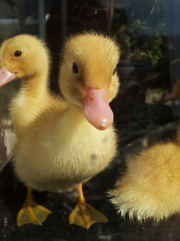 Ducks | Guide | Omlet UK