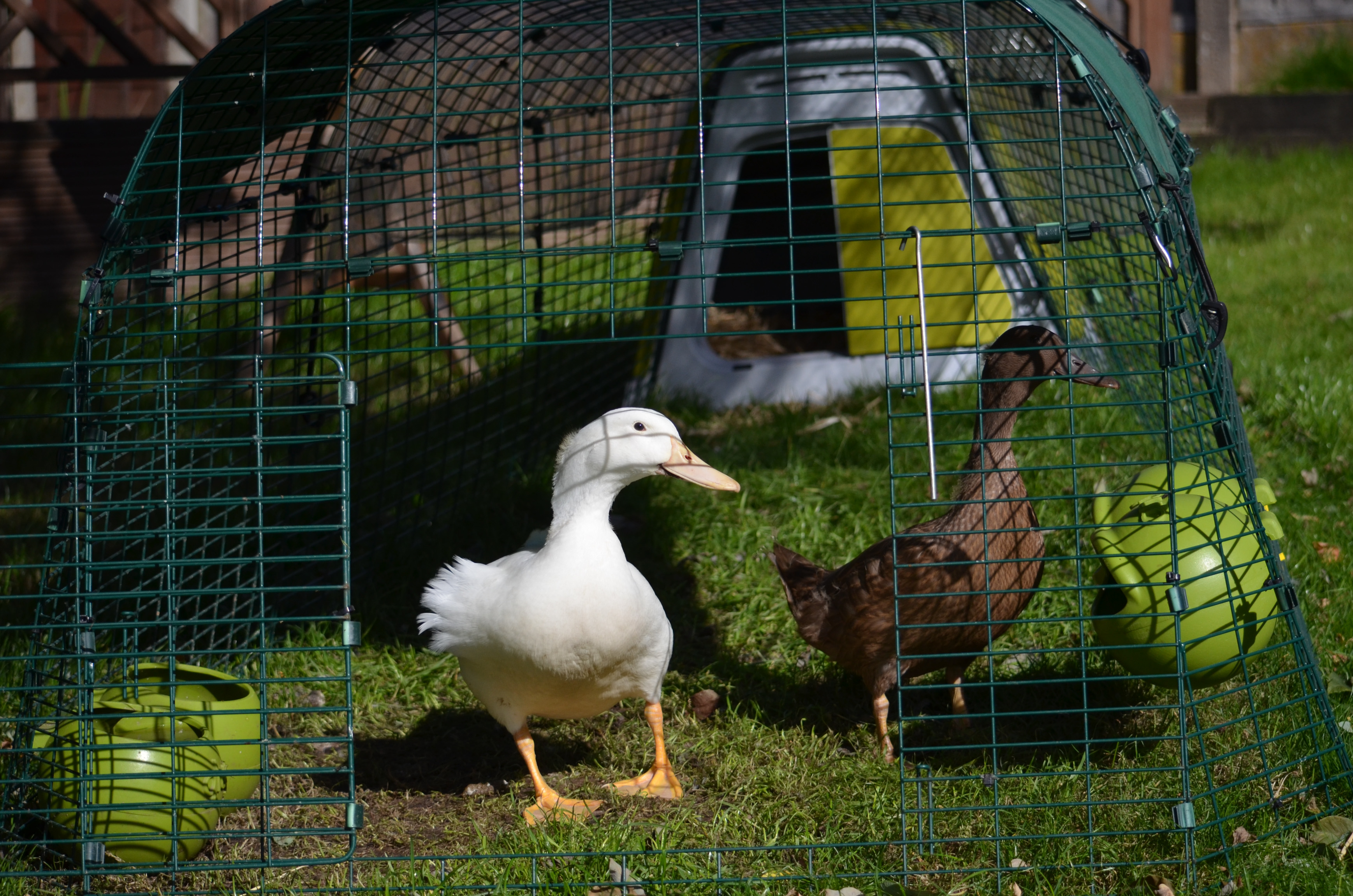 Ducks | Guide | Omlet UK