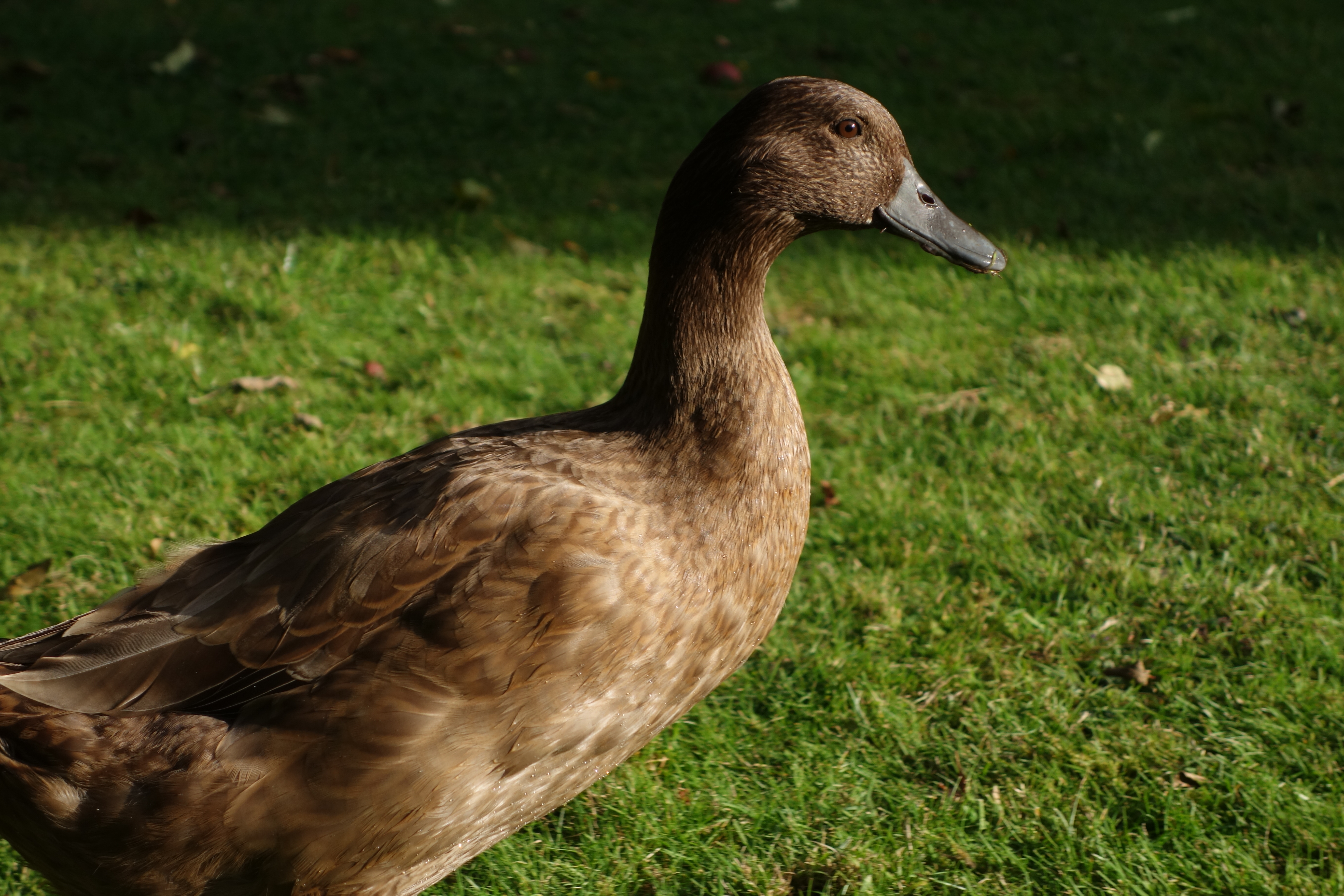 ducks guide omlet uk ducks guide omlet uk