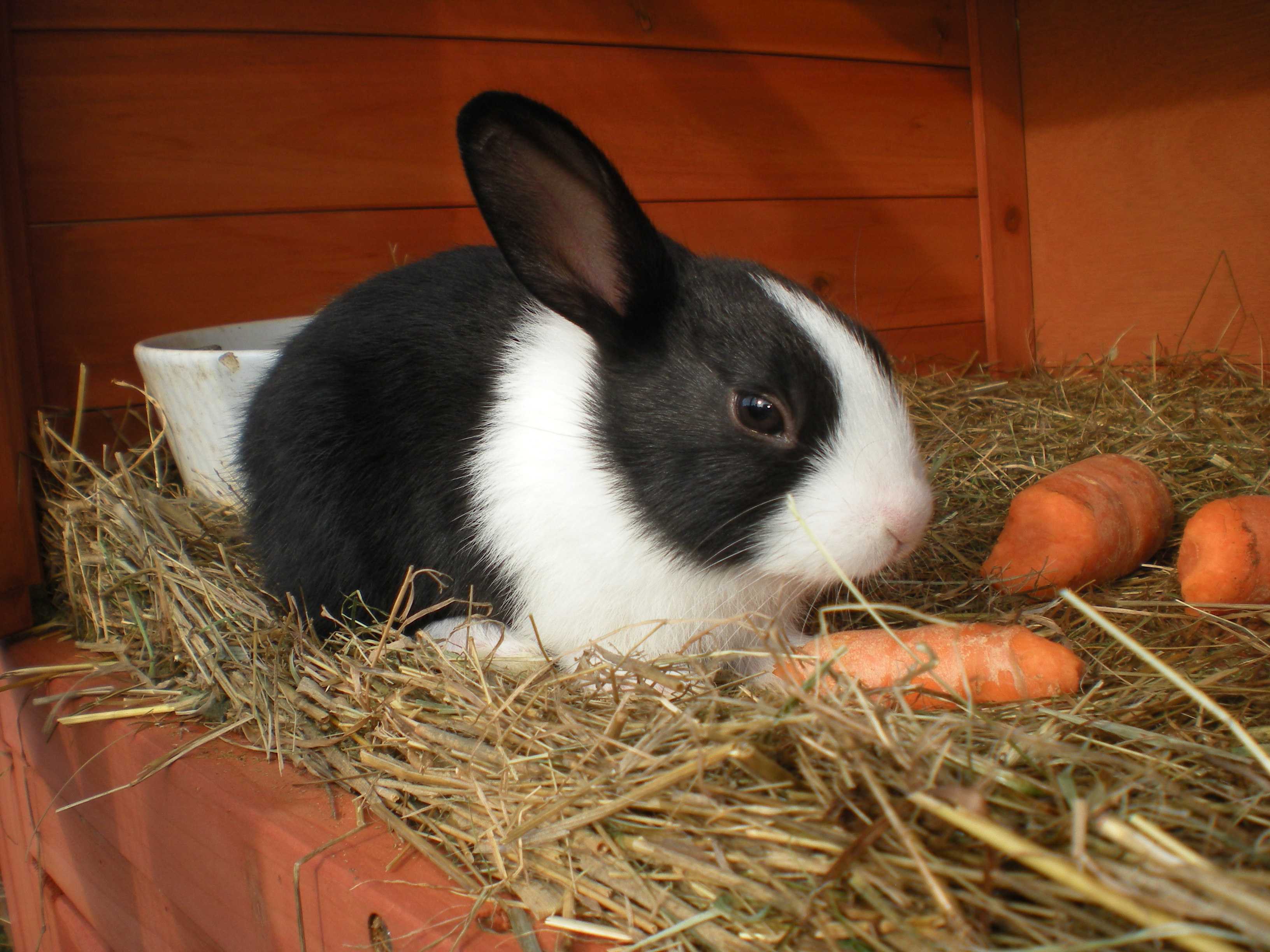 Dutch For Sale Rabbits Breed Information Omlet