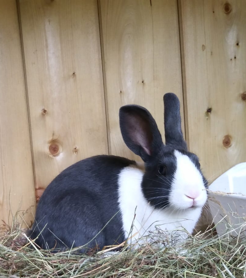 Dutch For Sale Rabbits Breed Information Omlet