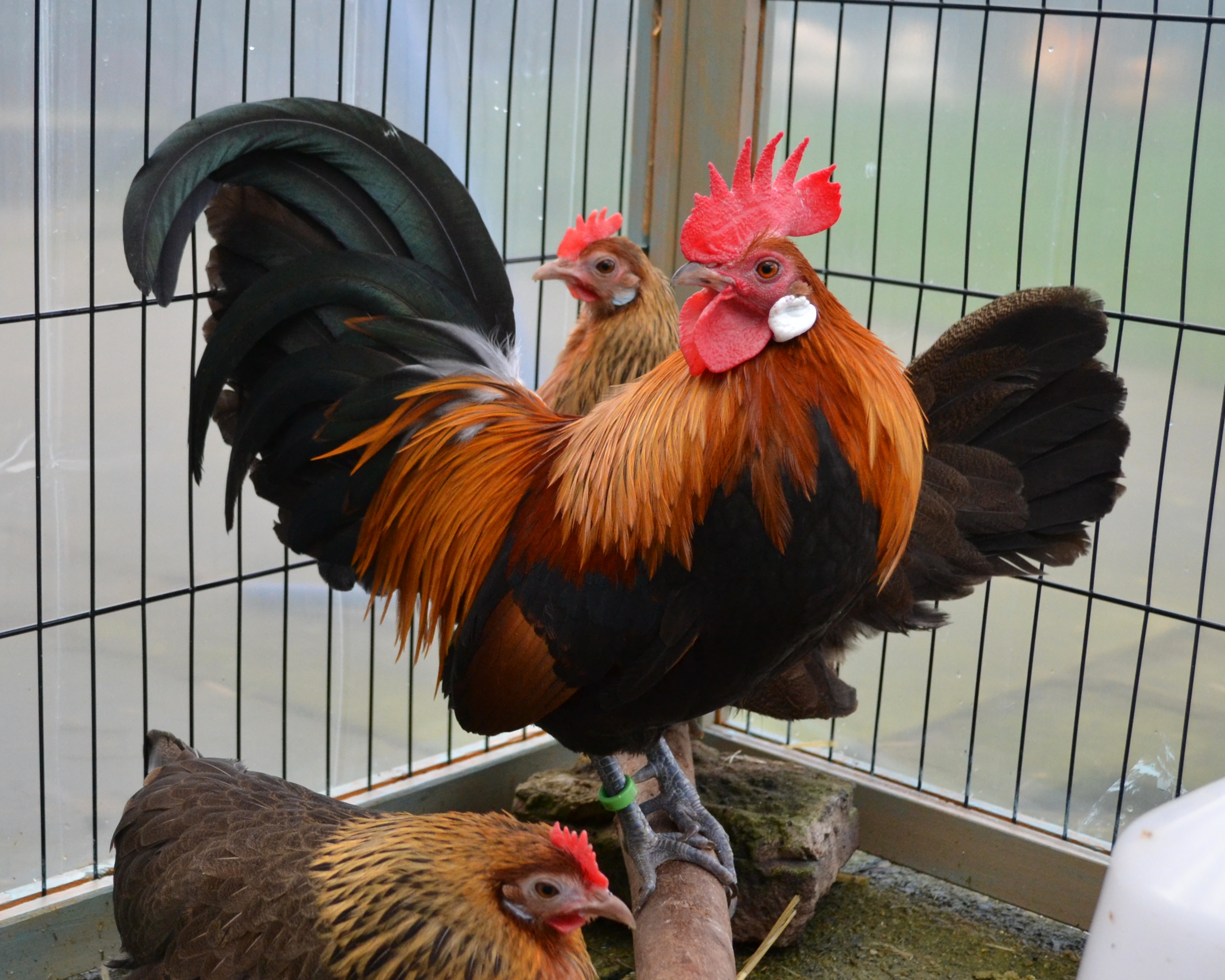 Dutch Bantam For Sale Chickens Breed Information Omlet 