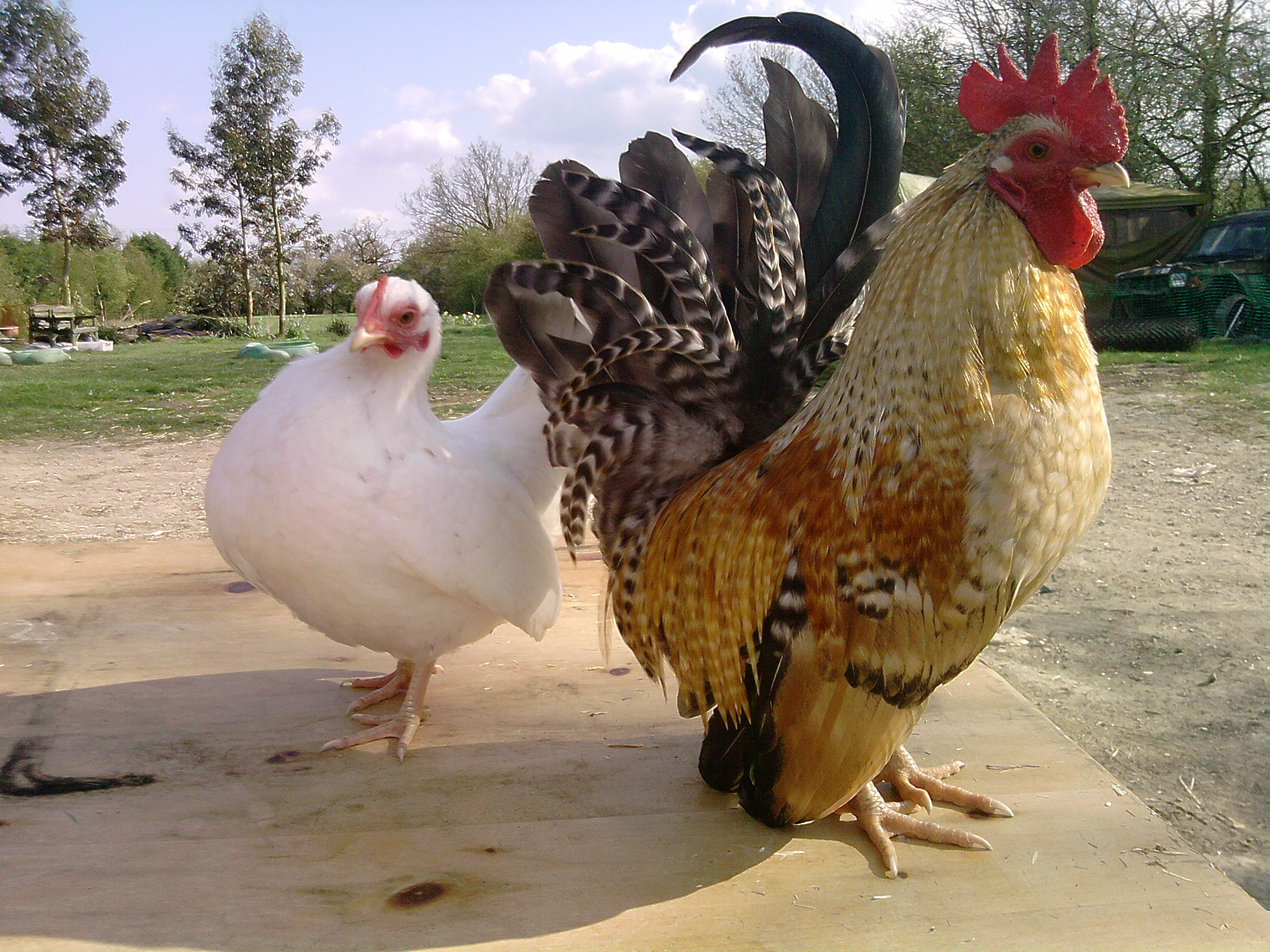Dutch Bantam For Sale Chickens Breed Information Omlet