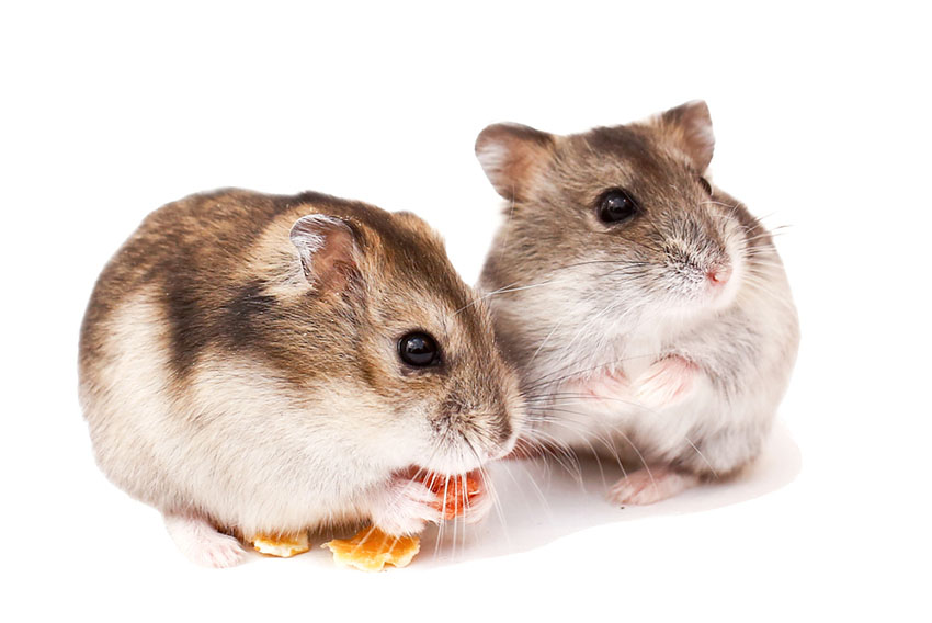 hamsters love seeds