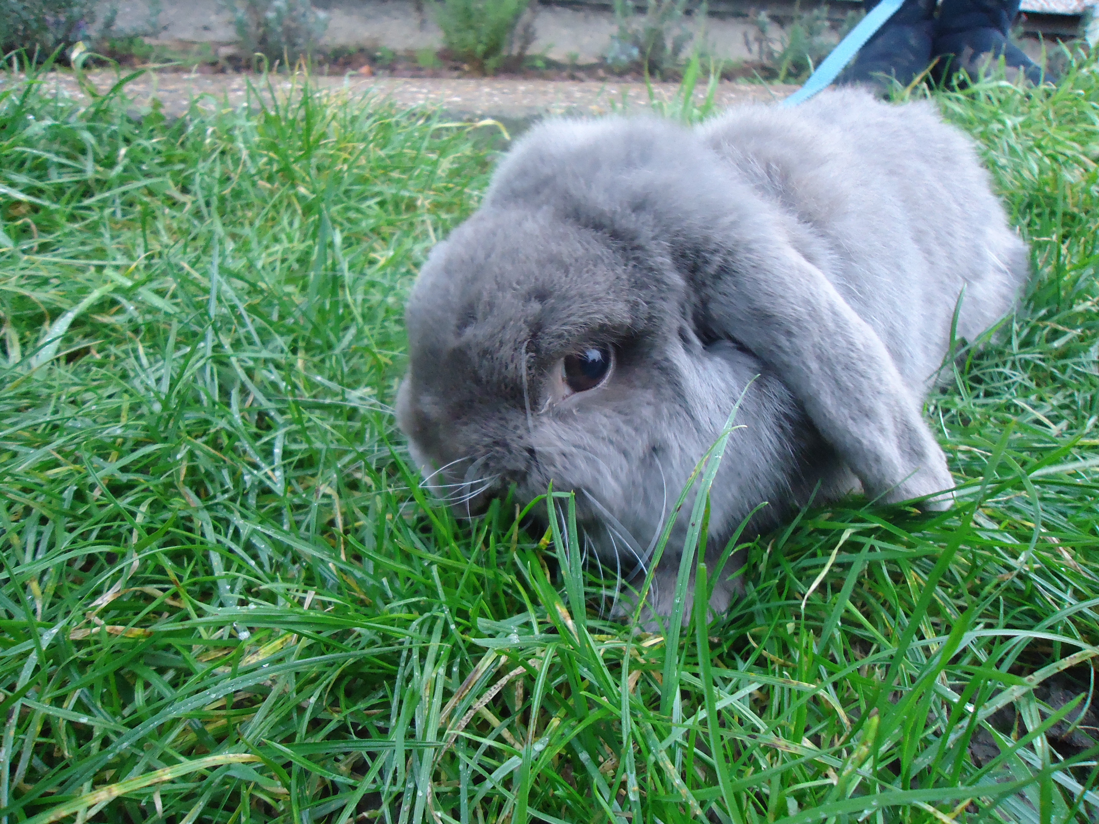 Dwarf Lop For Sale | Rabbits | Breed Information | Omlet