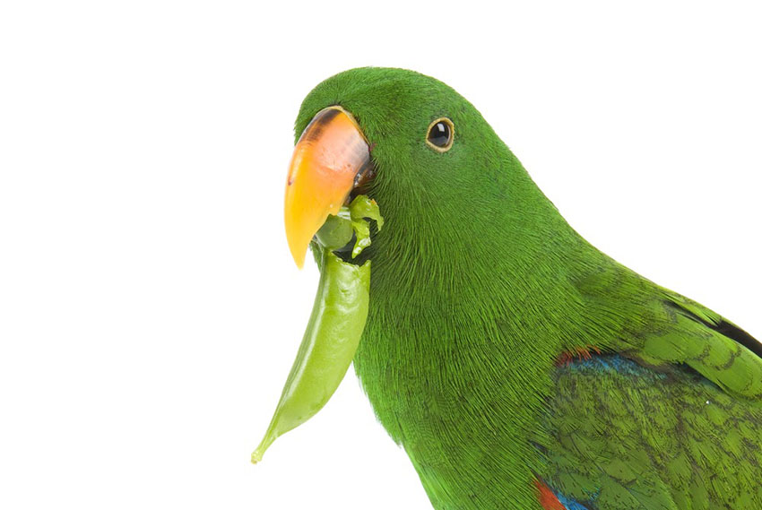 Pet Parrot Guide: What Do Parrots Eat?