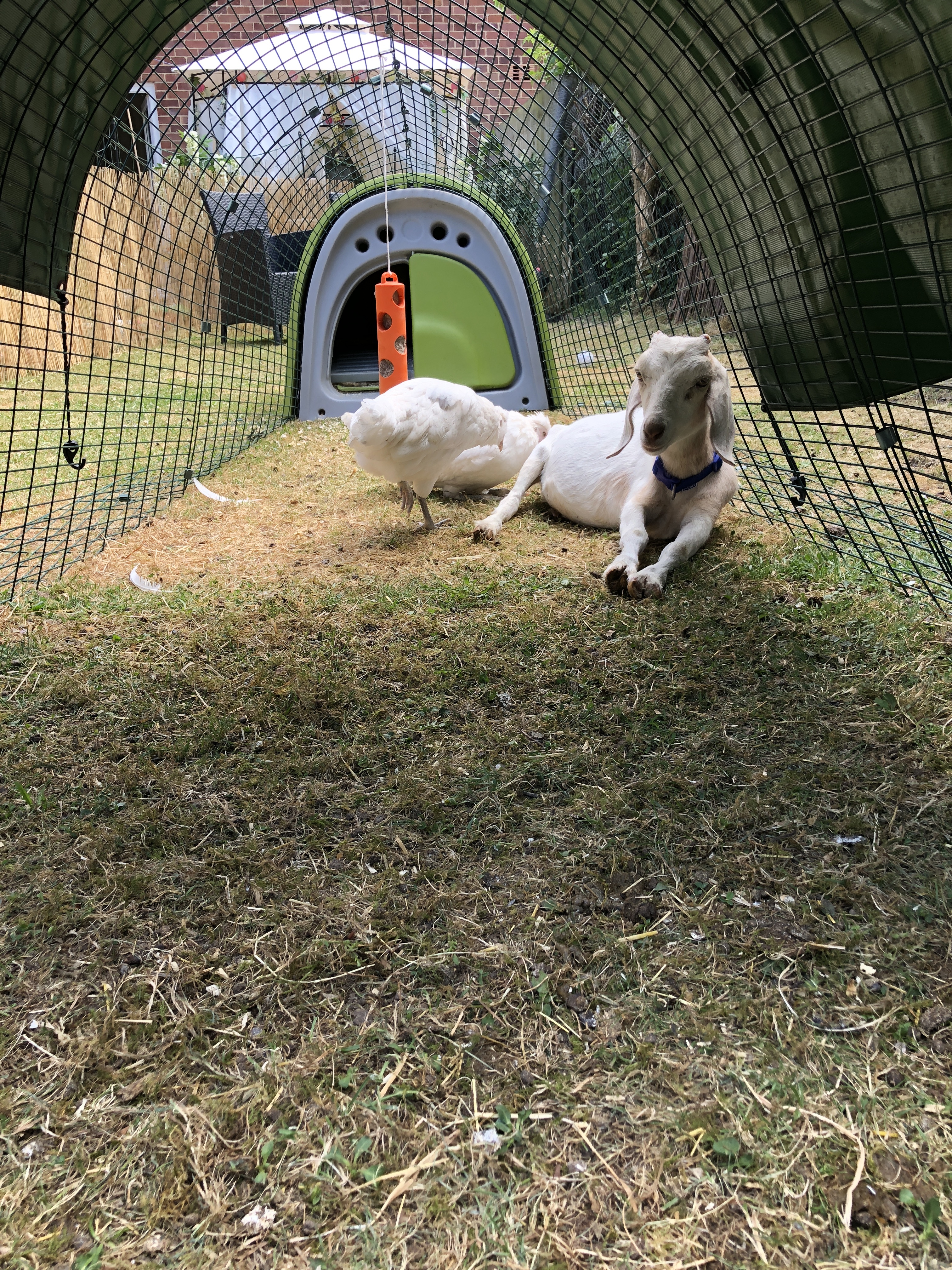 Eglu Classic Chicken Coop With Accessories Green
