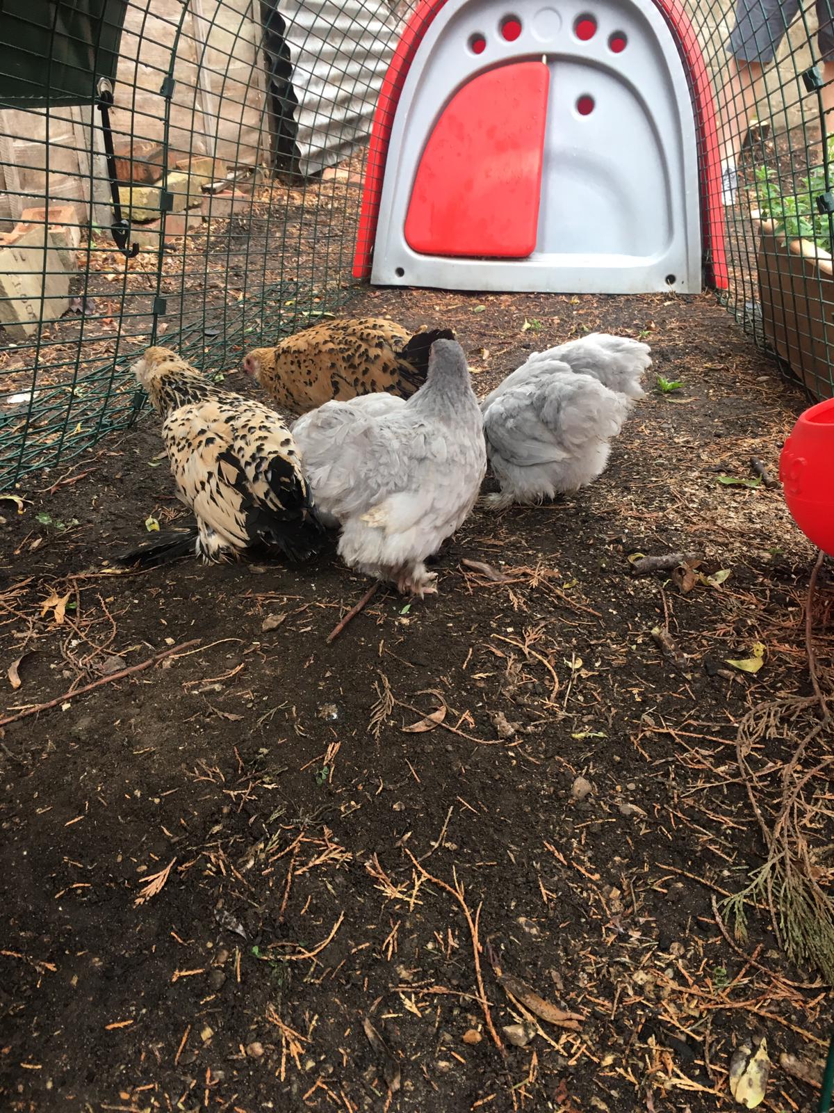 Eglu Classic Chicken Coop With Accessories Green