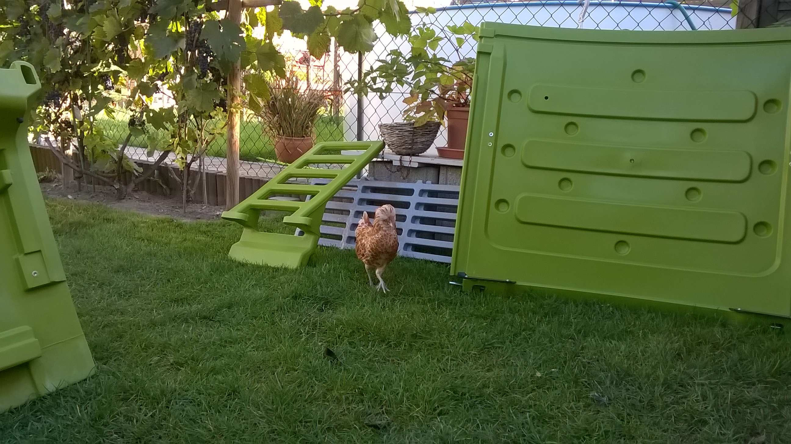 Reviews for Eglu Cube Chicken Coop | Chicken Keeping | Omlet