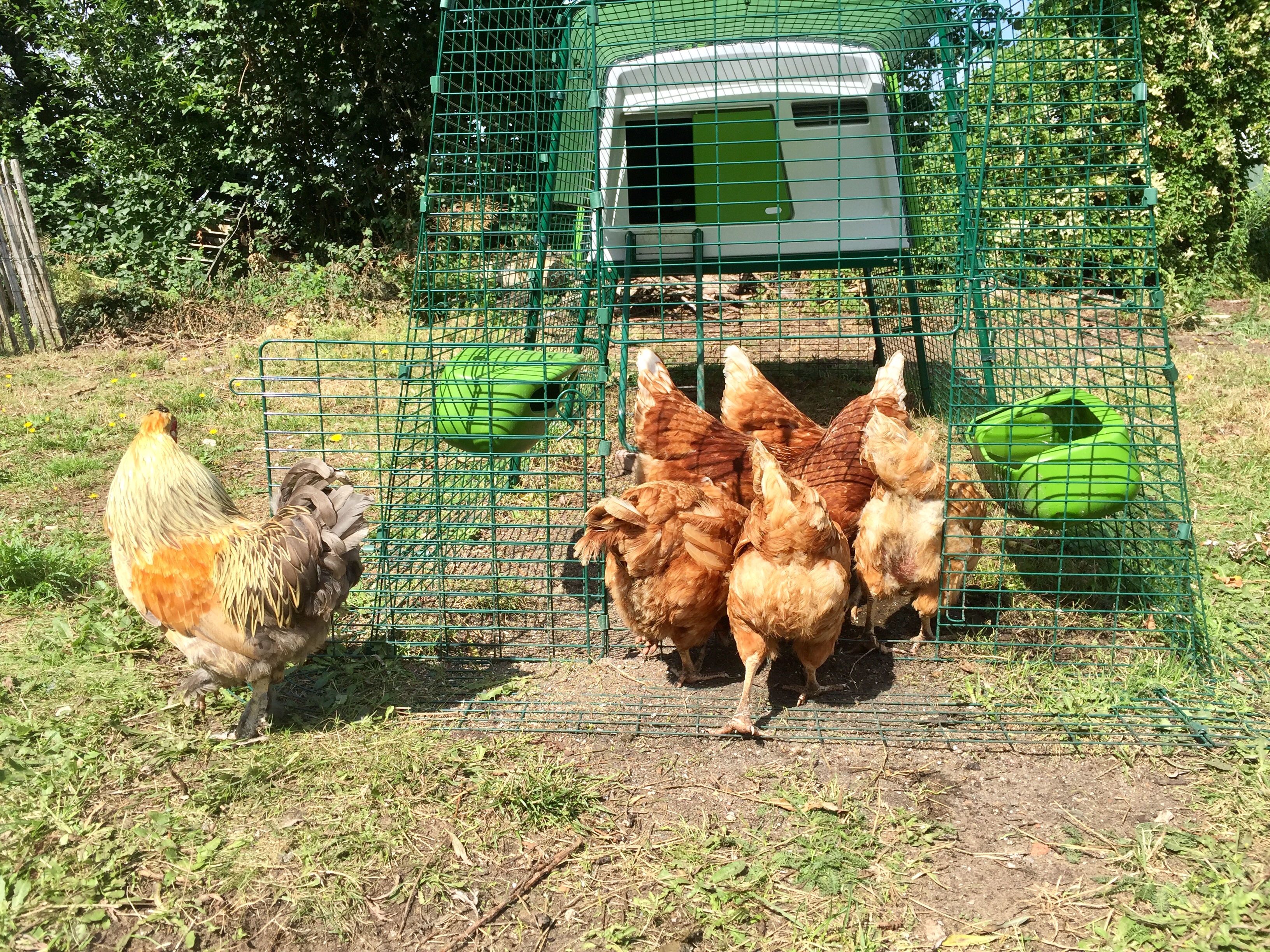 Reviews For Eglu Cube Chicken Coop Chicken Keeping Omlet