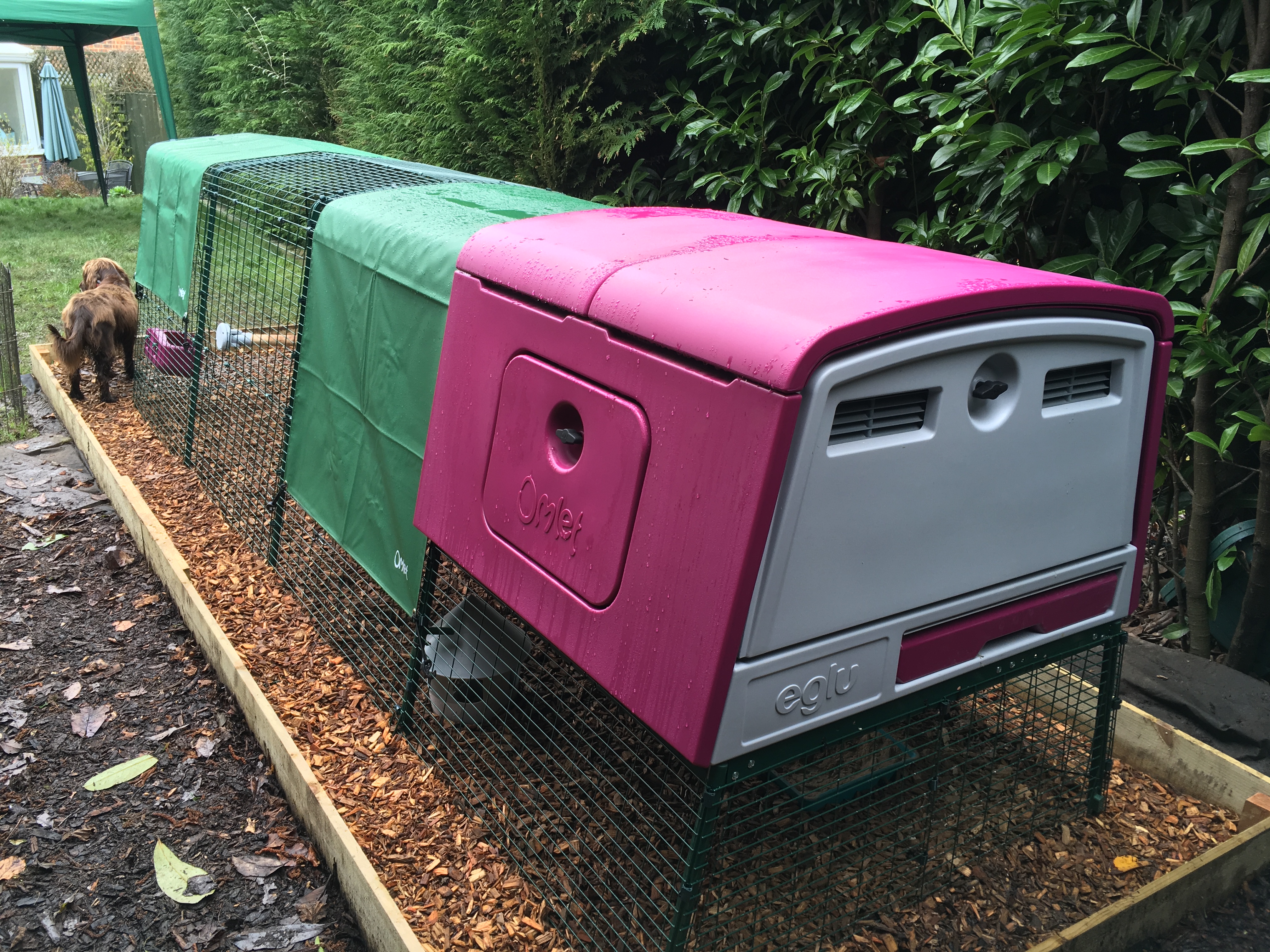 New Eglu Cube Chicken Coop Chicken Coops and Pet Chicken Accessories