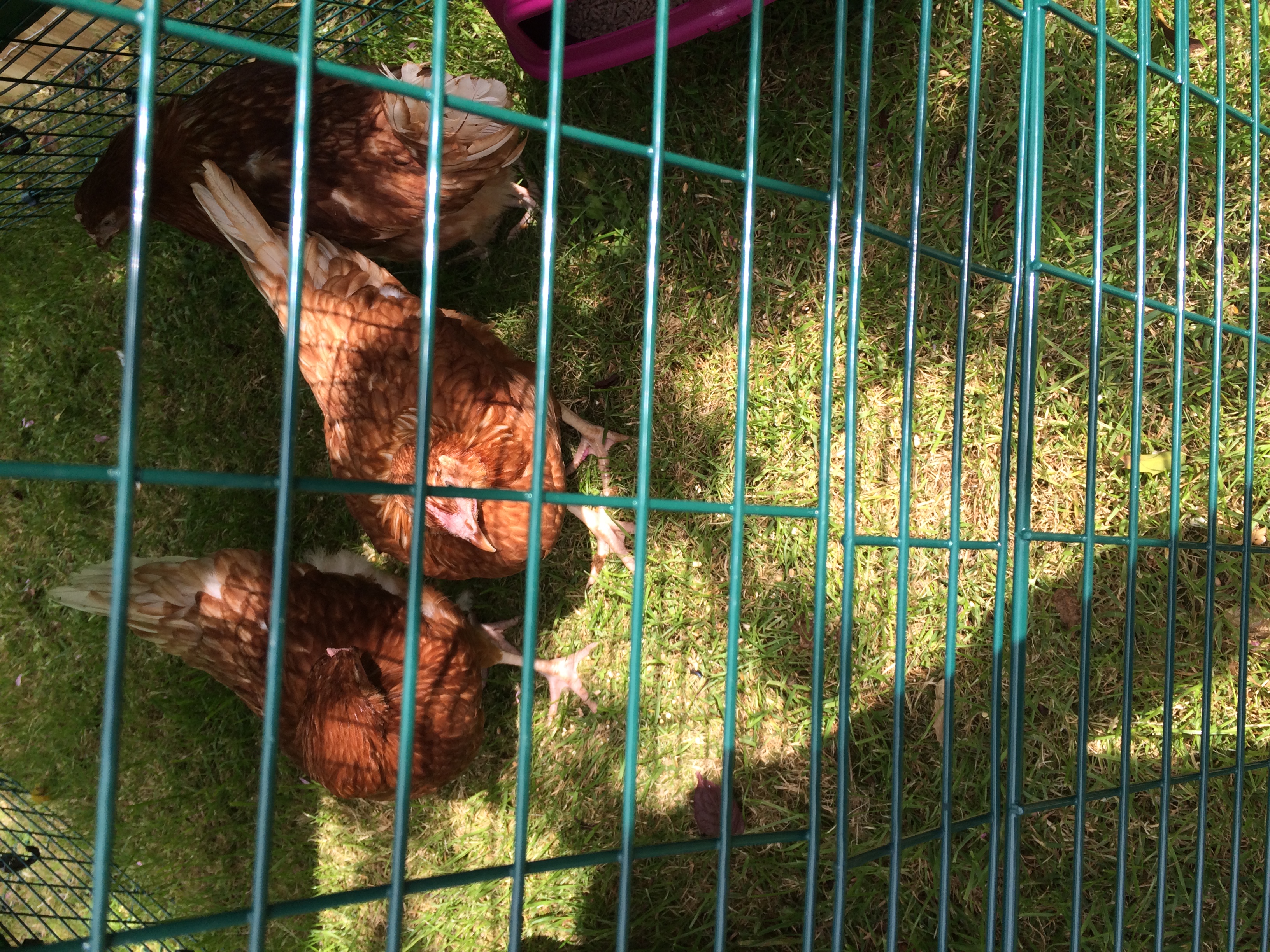 Reviews for Eglu Go Chicken Coop Chicken Keeping Omlet