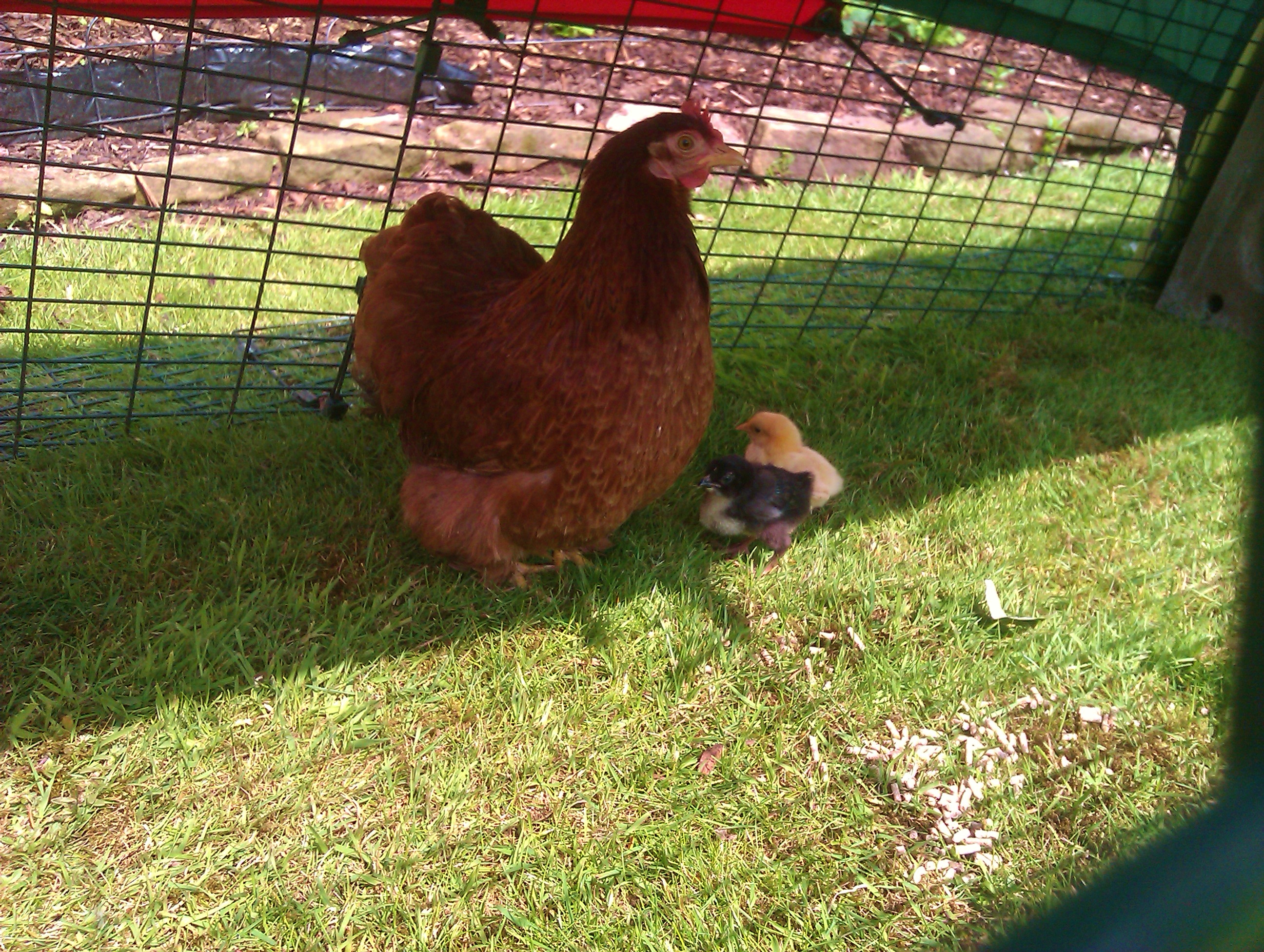 Hatching And Rearing Your Own Chicks Eggs Chickens Guide Omlet UK image photo