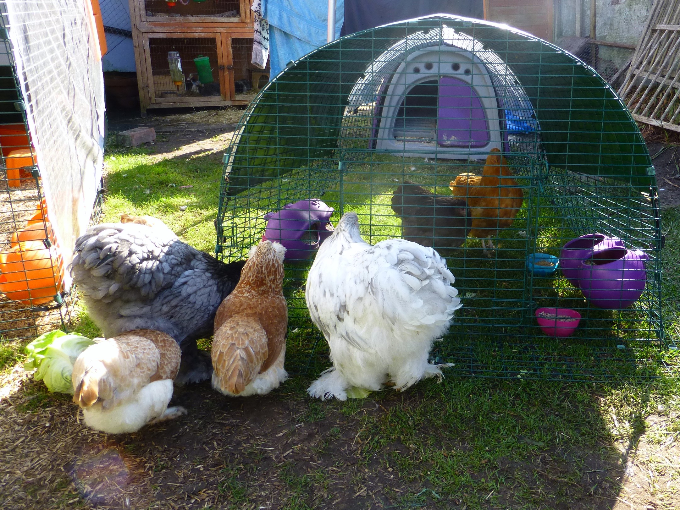 I. Introduction to hens