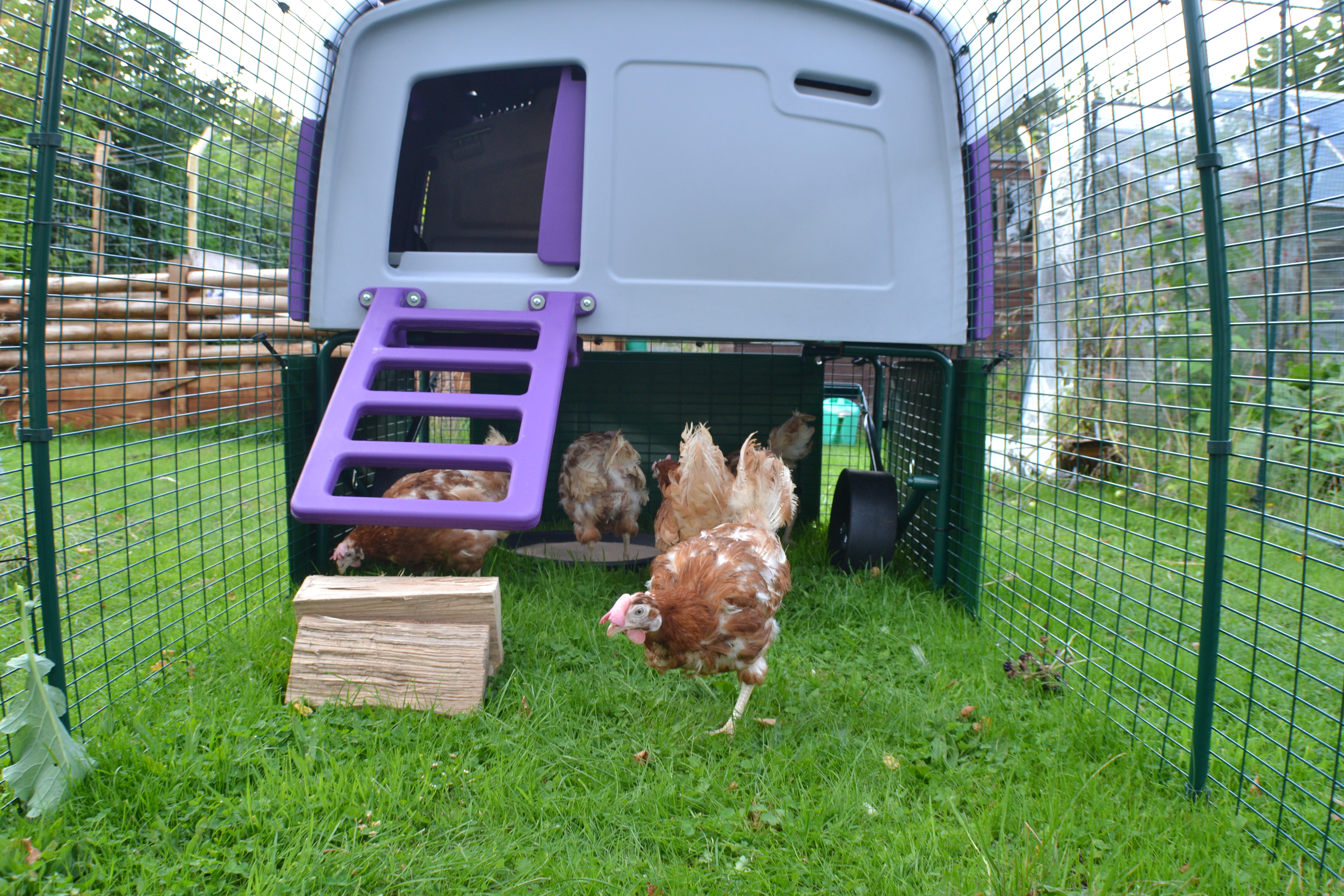 Reviews for Eglu Cube Chicken Coop Chicken Keeping Omlet