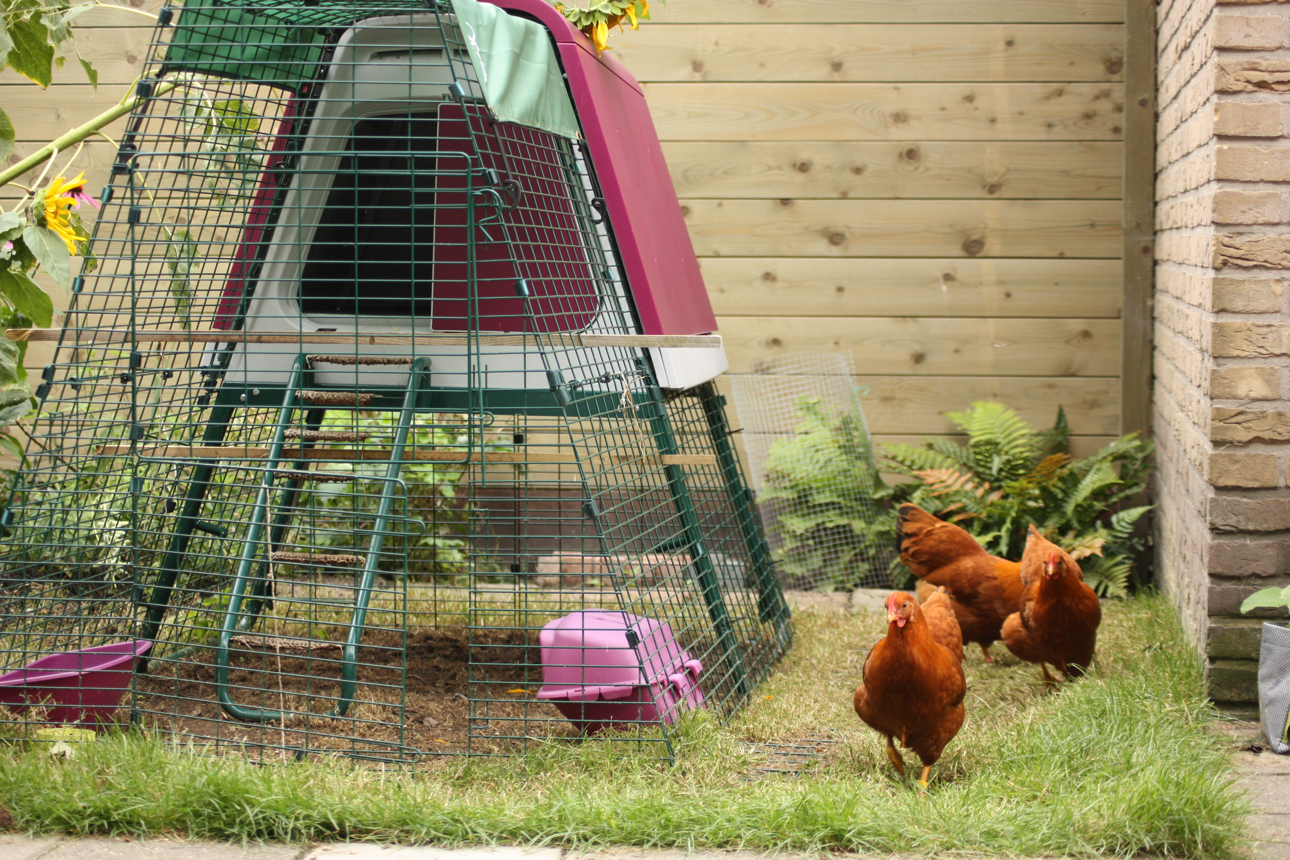 What to do with a lonely chicken