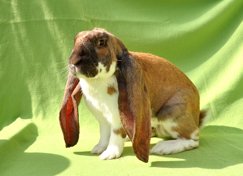 English Lop For Sale Rabbits Breed Information Omlet