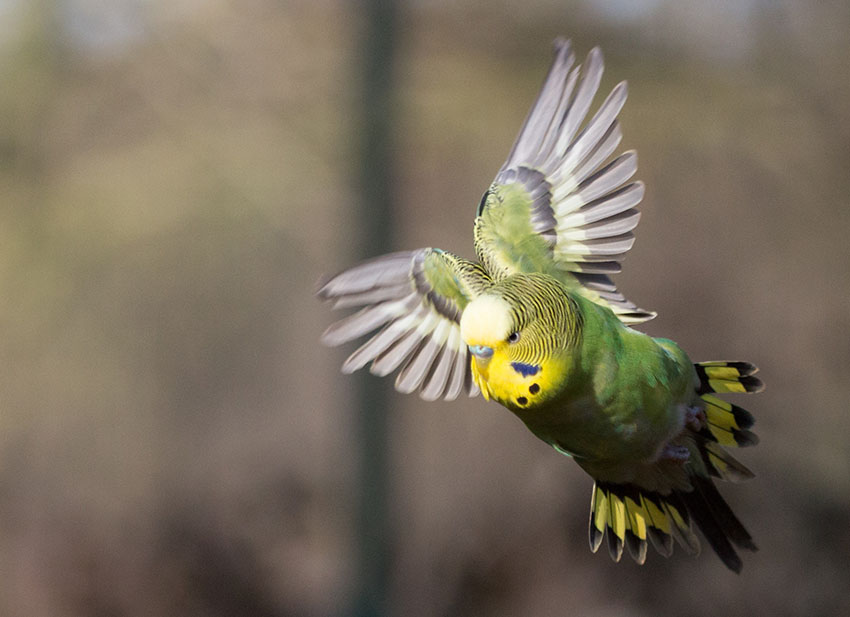 escaped budgie flying