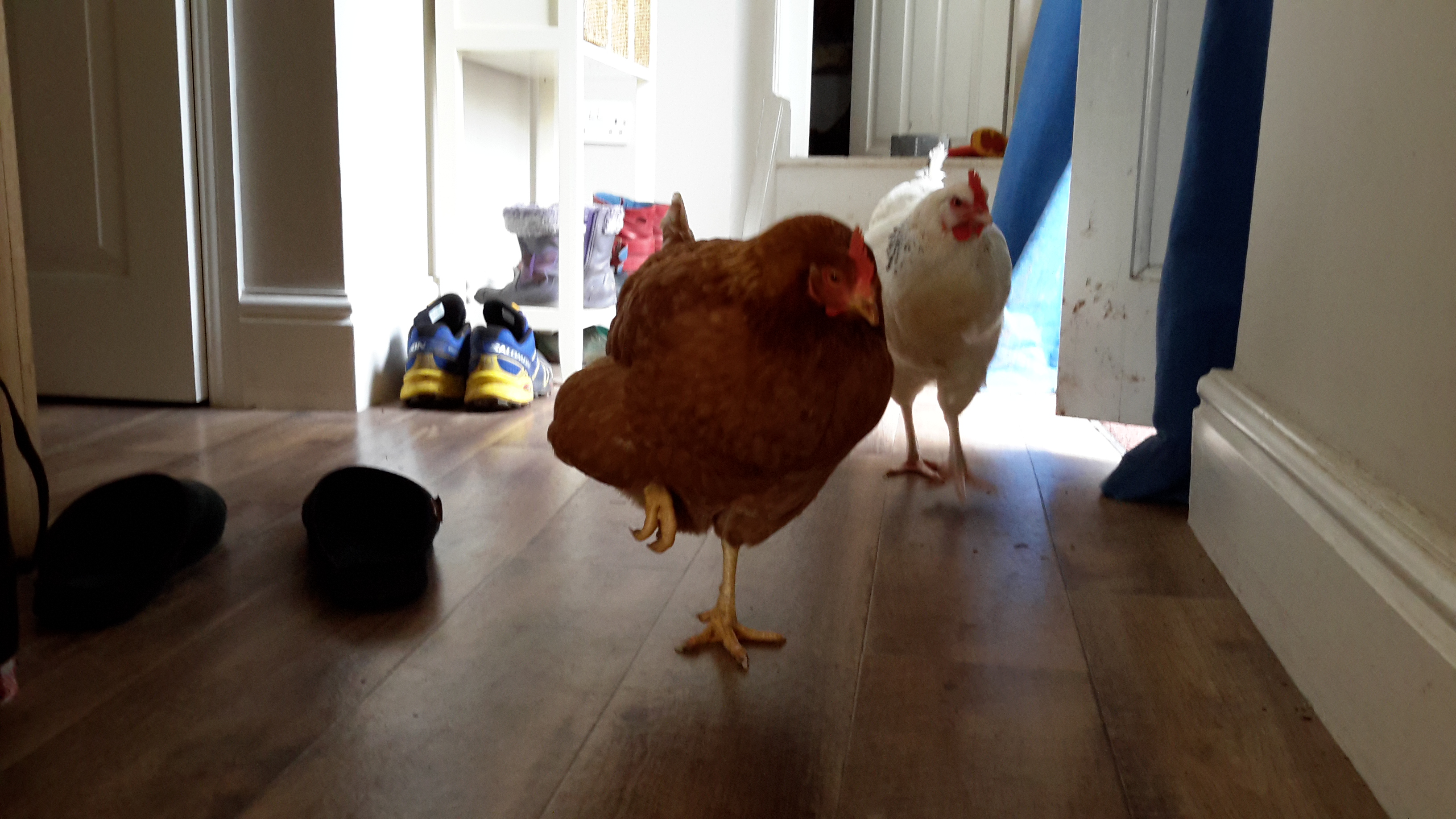 ExBattery Hen For Sale Chickens Breed Information Omlet