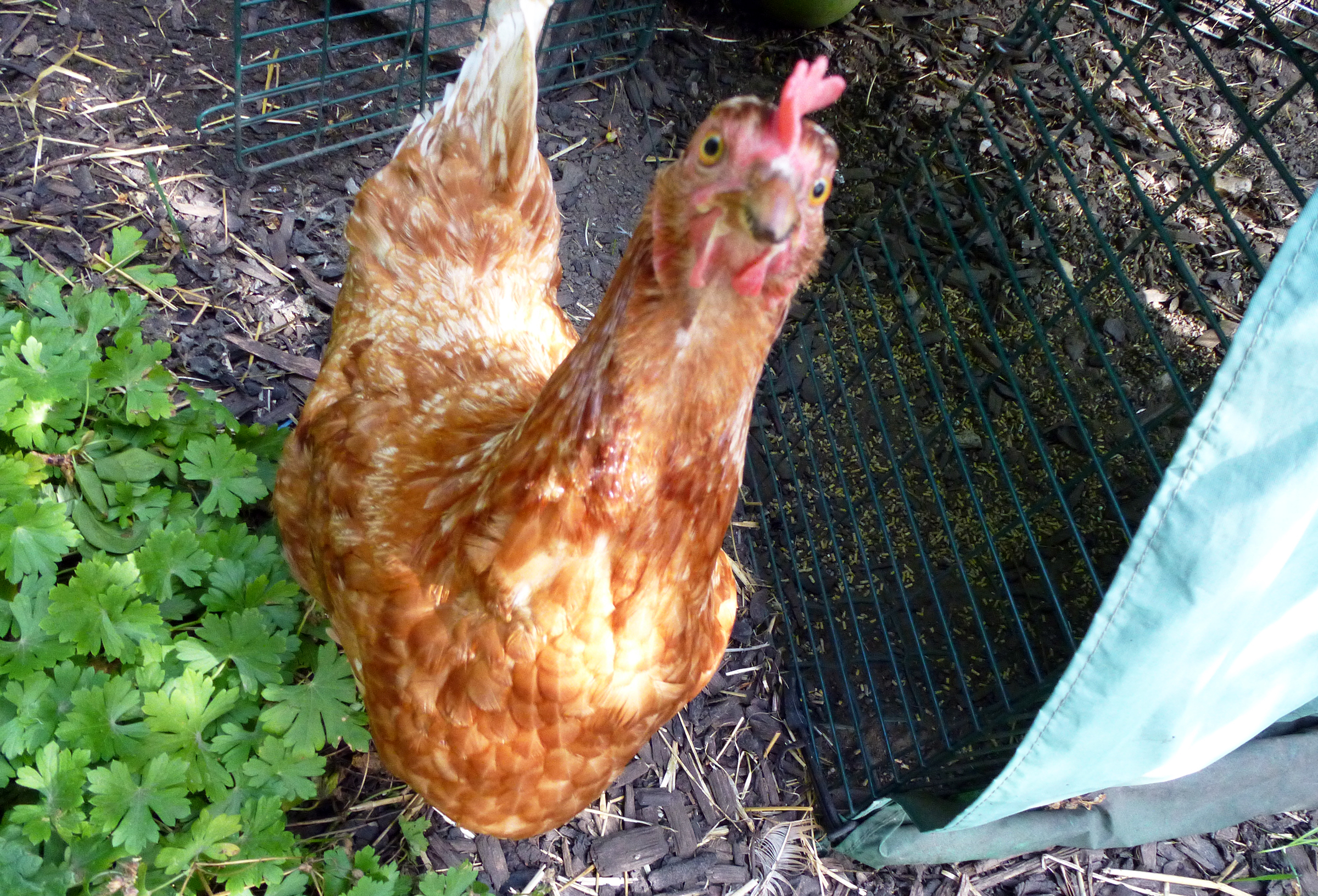 ExBattery Hen For Sale Chickens Breed Information Omlet