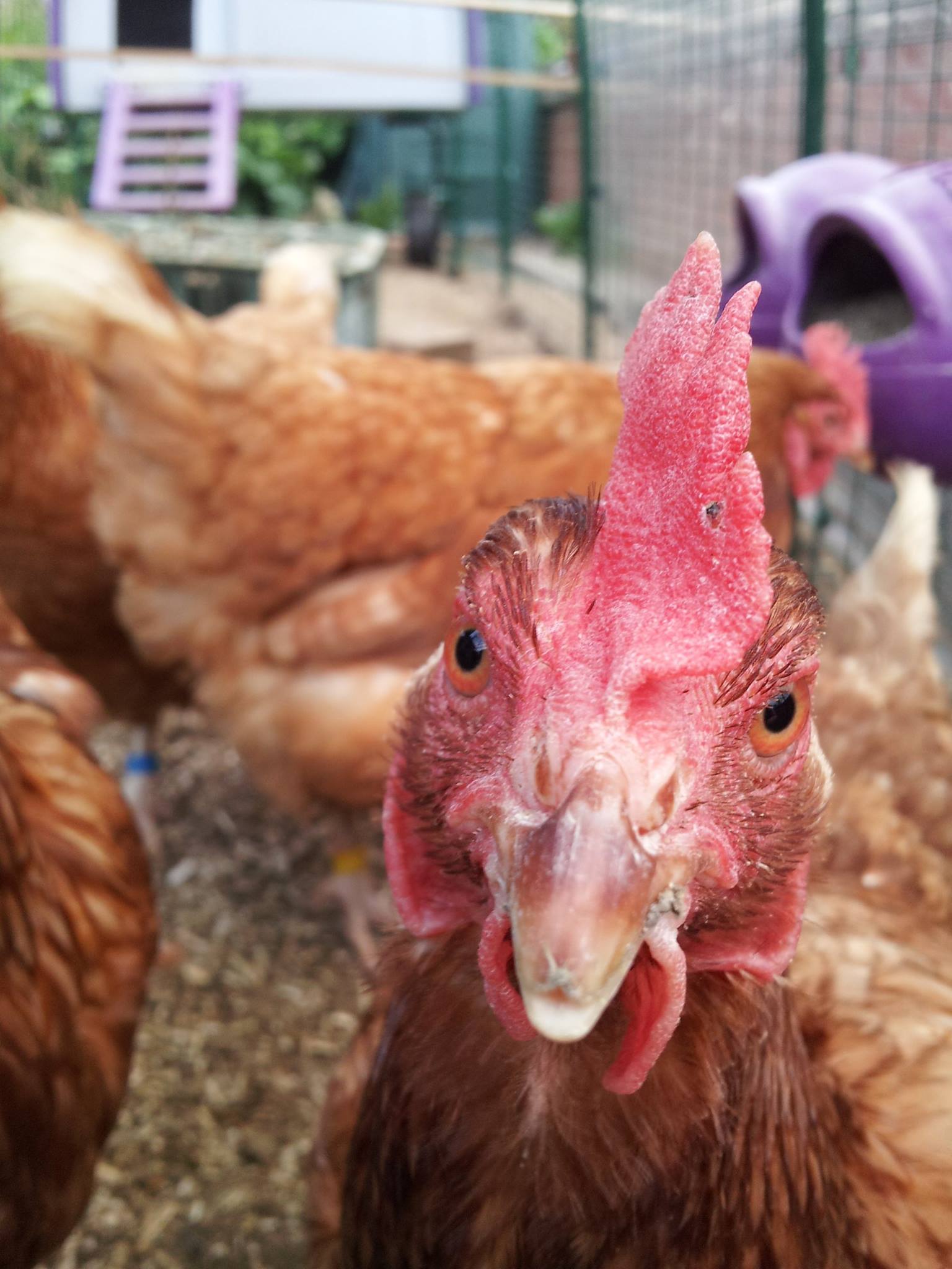 ExBattery Hen For Sale Chickens Breed Information Omlet